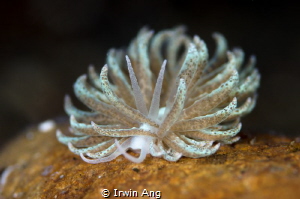 S E A - S L U G S
Nudibranch (Phyllodesmium crypticum)
... by Irwin Ang 